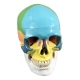 Цветная разборная модель человеческого черепа Corpo Cranium